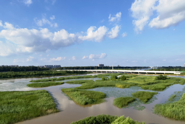 湿地胜揽