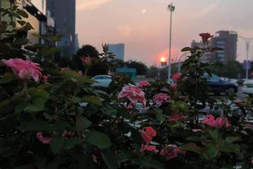《都市花影：自然与建筑的交响曲》