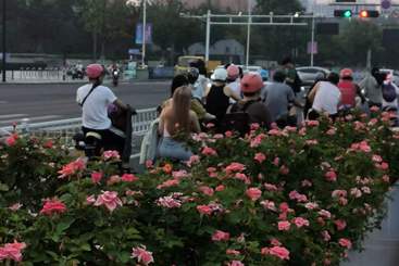 《都市花影：自然与建筑的交响曲》