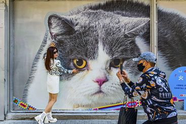 《猫红了一条街》