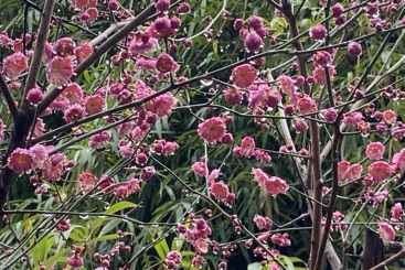 《雨润红梅梅更艳》