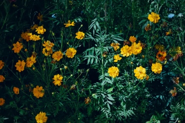 故事的小黄花