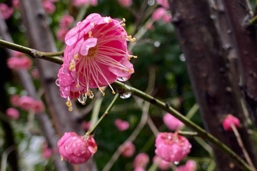 《雨润红梅梅更艳》