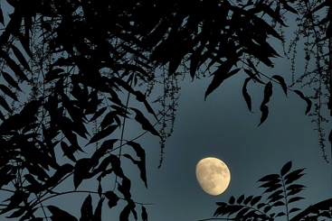 《夏夜》