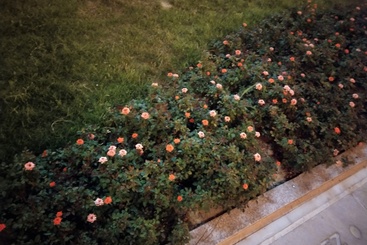 特别的花
