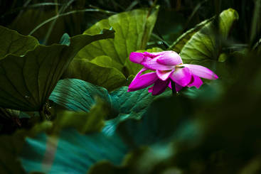 《荷—花落》
