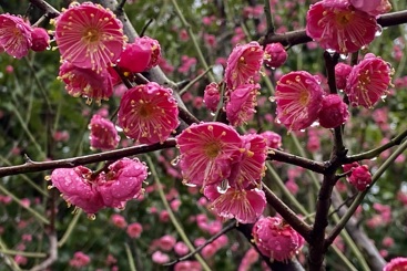 《雨润红梅梅更艳》