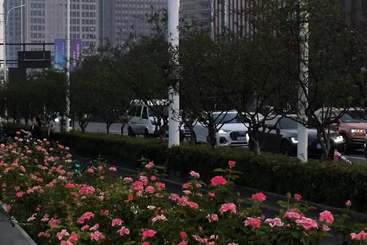 《都市花影：自然与建筑的交响曲》