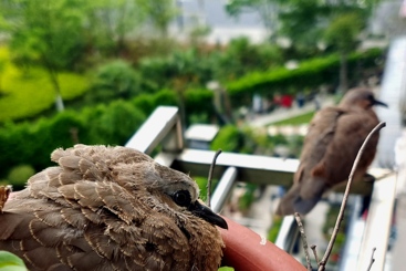 《小鸟准备飞了》