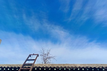 檐天树