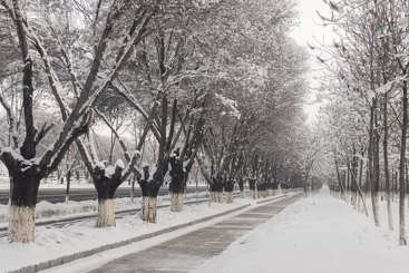冬雪