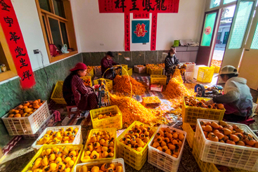 忙碌的柿业2