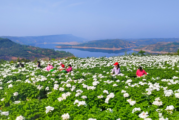 黄河岸边“致富花”1