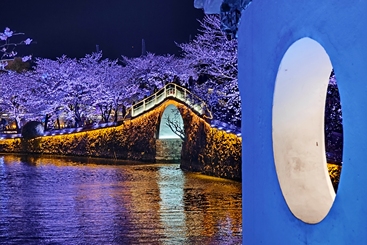 鼋头渚长春桥夜樱景区