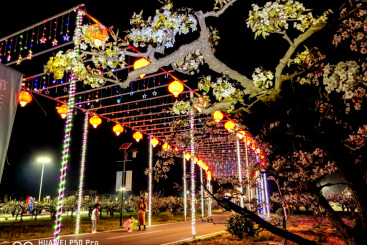 《雄州梨花节》03