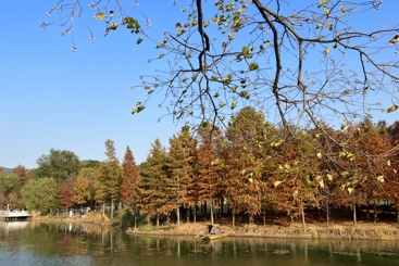 红叶知秋