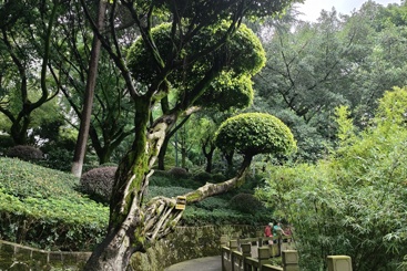 绿意盎然，公园绮梦