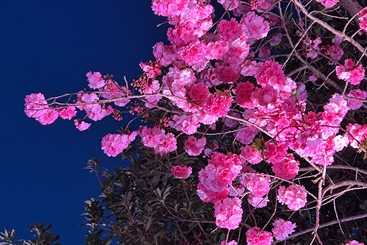夜幕下的樱花