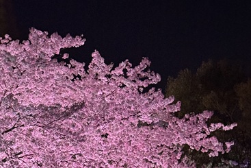 夜樱