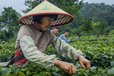英红茶山