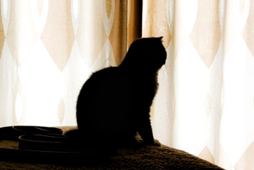 猫咪