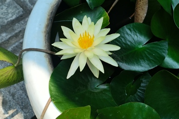 盛开