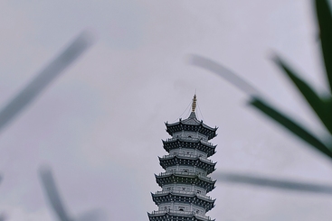 草木之间