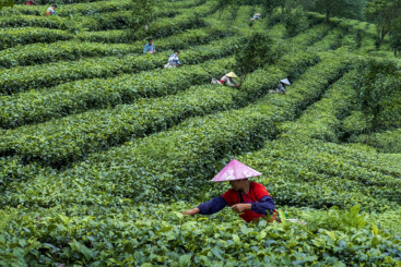 英红茶山
