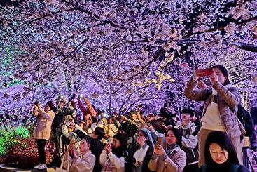 鼋头渚夜间赏樱的游客