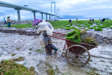 《雨中绿美深中大桥》组照01
