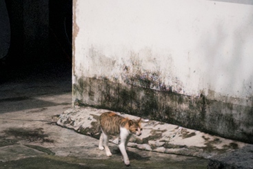 光影下的猫咪