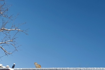 雪天“猫绒绒”