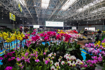 昆明斗南花卉市场热闹非凡