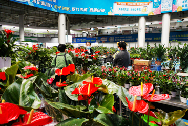 昆明斗南花卉市场热闹非凡