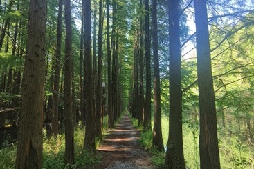 水上森林