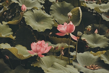 闺蜜