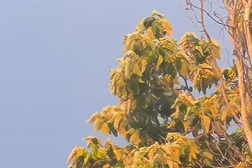树叶4