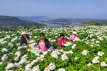 黄河岸边“致富花”2