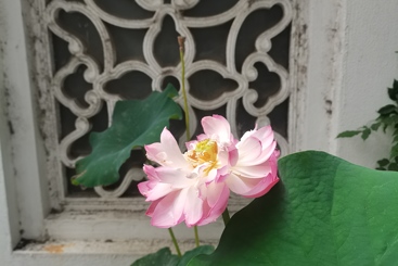 荷