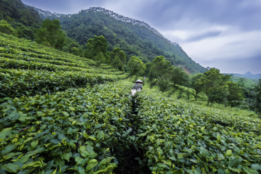 英红茶山