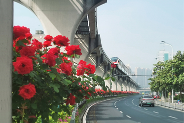 月季花伴单轨列车