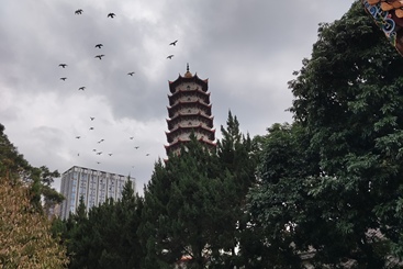 佛塔见证，人雁相伴