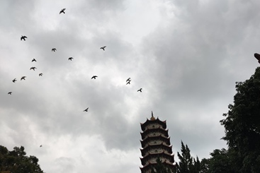 佛塔巍峨耸，大雁舞长空