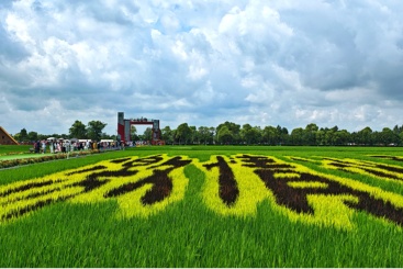 北大荒稻田画