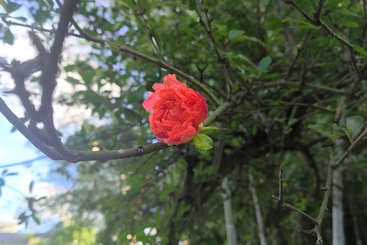 石榴花