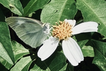 花·蝴蝶