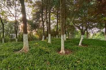 林间有光