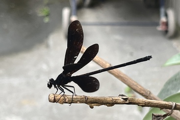 黑蜻蜓