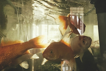 鱼缸