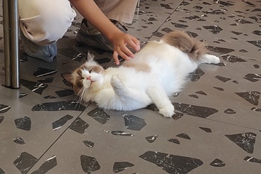 死亡翻滚